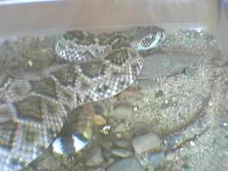 Western Diamondback Rattlesnake(Crotalus atrox)2005.JPG [36 Kb]